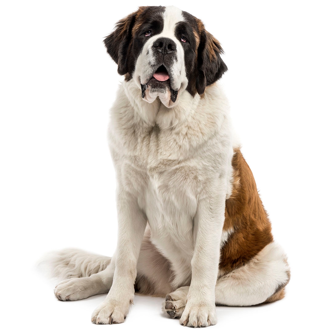 Saint bernard clearance short coat