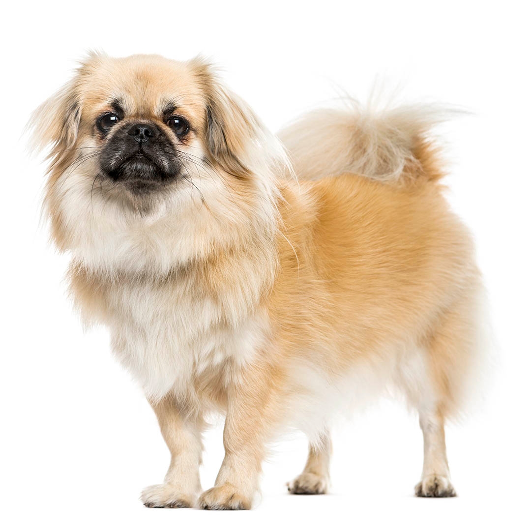 White store tibetan spaniel