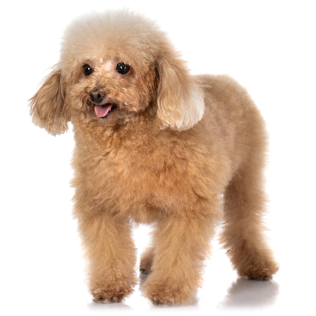 Is a toy poodle a good family dog hotsell