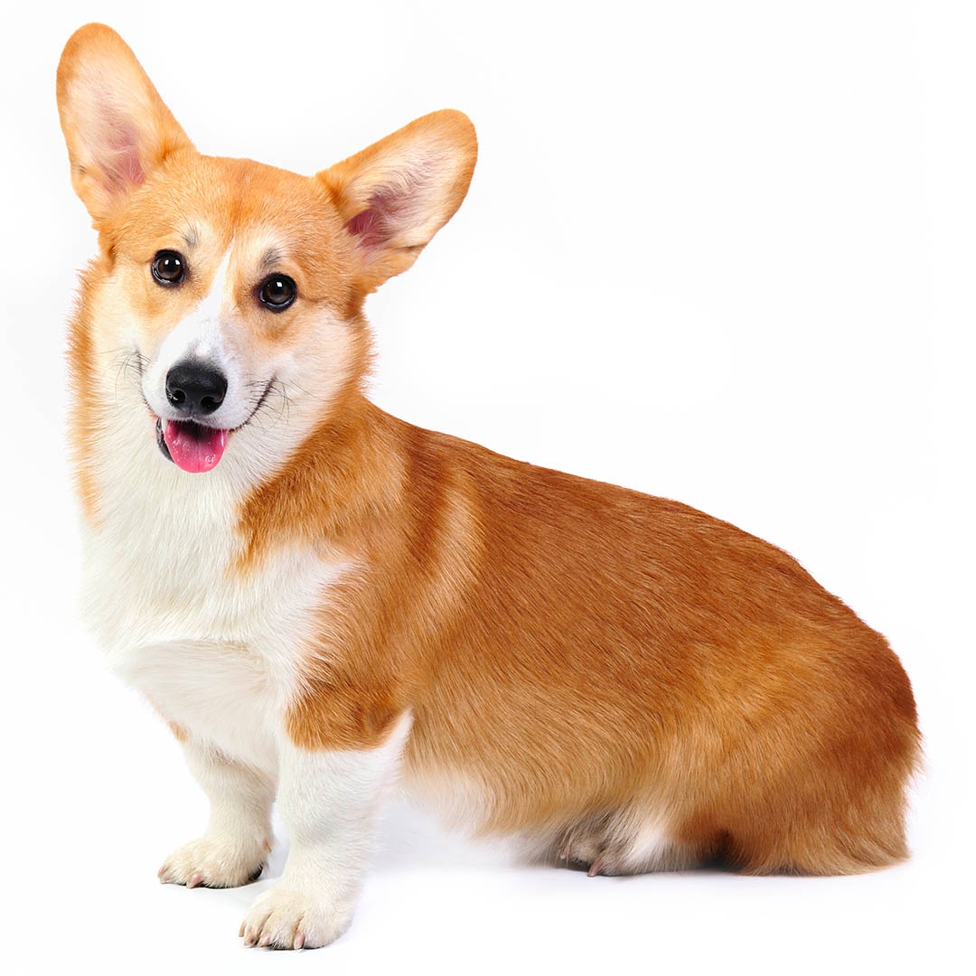 Breeds similar to corgi best sale