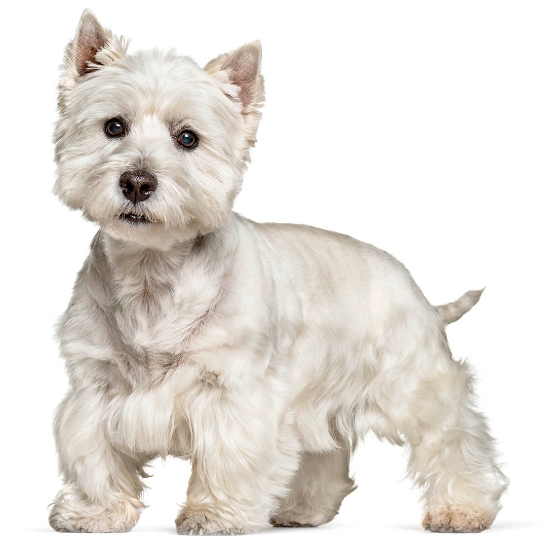 Westie store breed dog