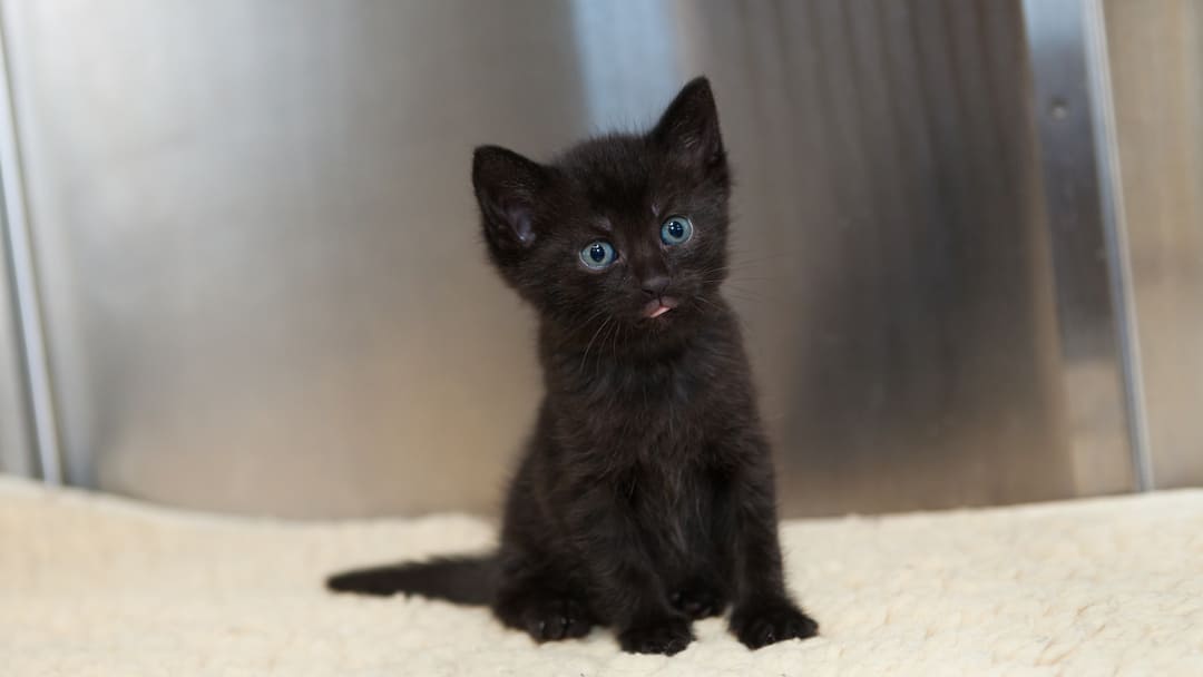Black Cats with Blue Eyes: Do They Even Exist?