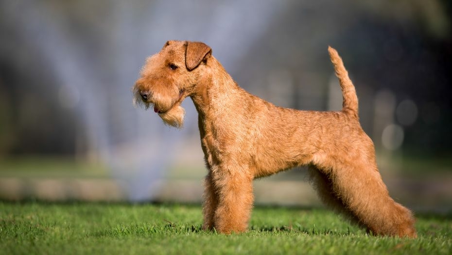 are lakeland terriers affectionate dogs