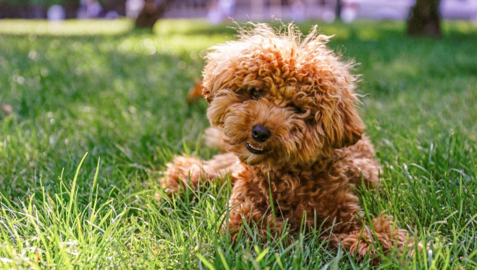 Poodle toy clearance maltipoo