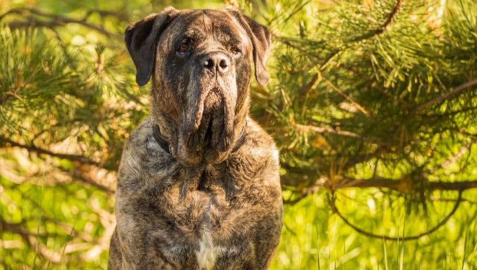 A mastiff hot sale