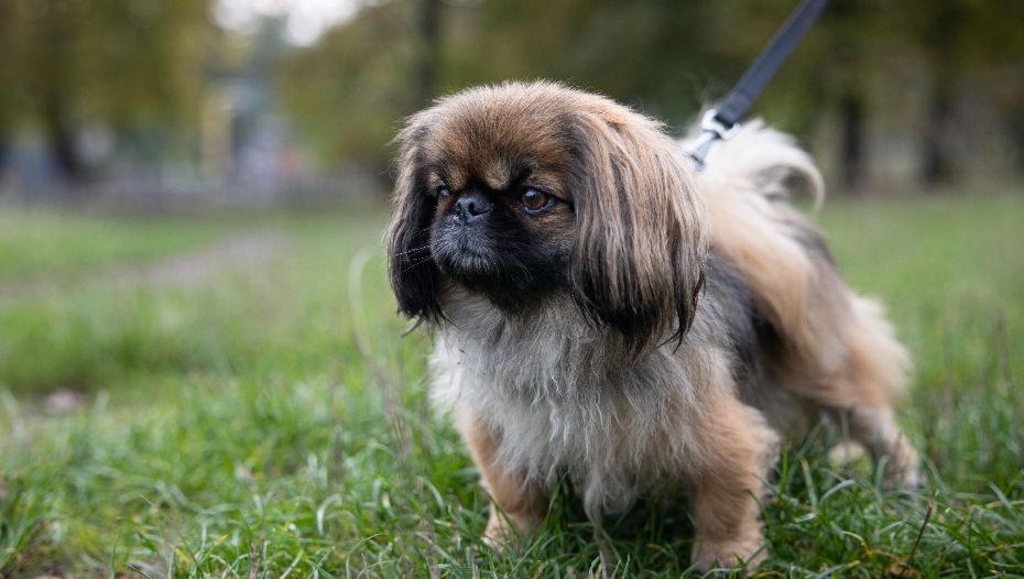 A pekingese sale dog