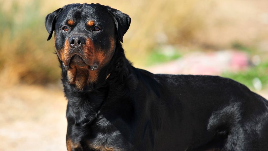 are rottweilers protective dogs
