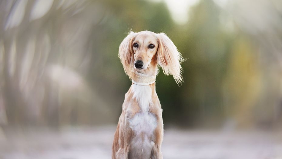 do saluki dogs get along with other dogs