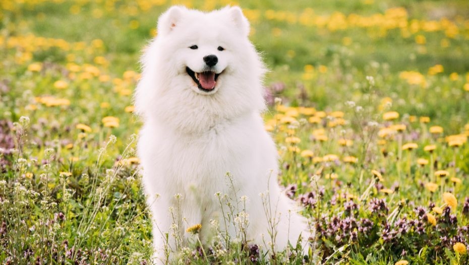 A discount samoyed puppy