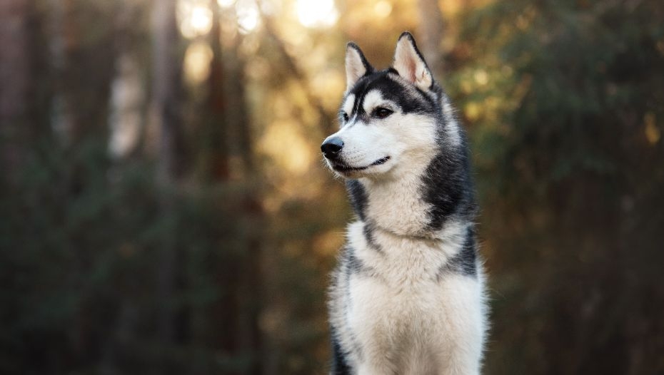 are siberian huskies next level smart