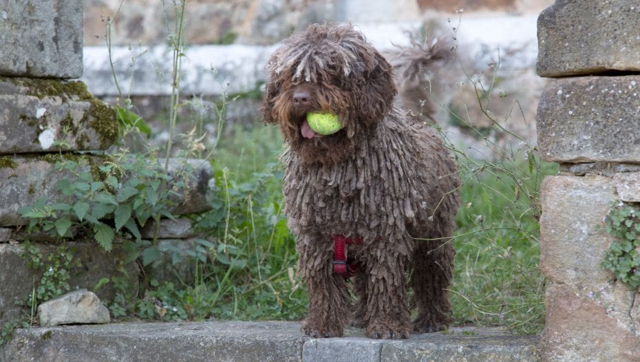 Spanish water dog: Dog breed characteristics & care