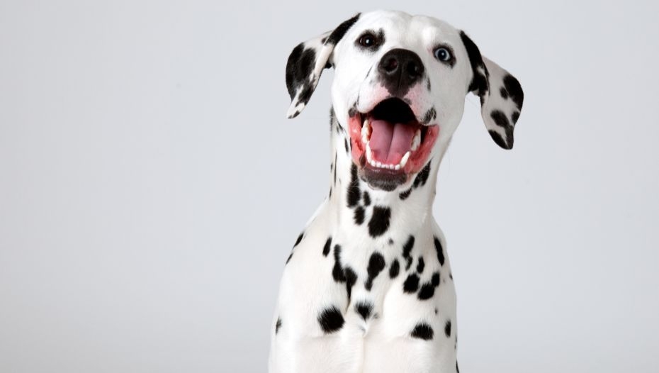 Dalmatian breed 2024