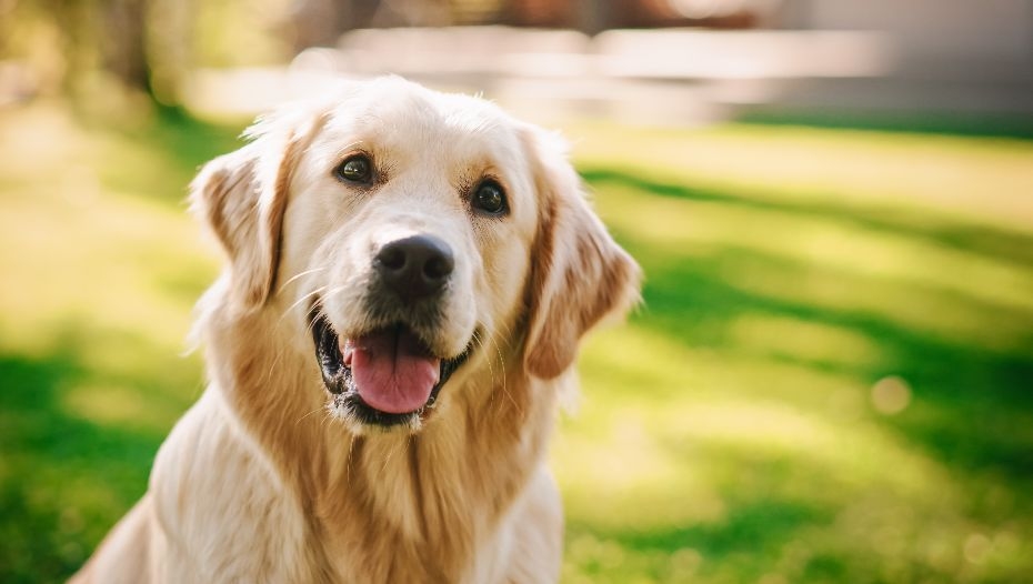 purina golden retriever