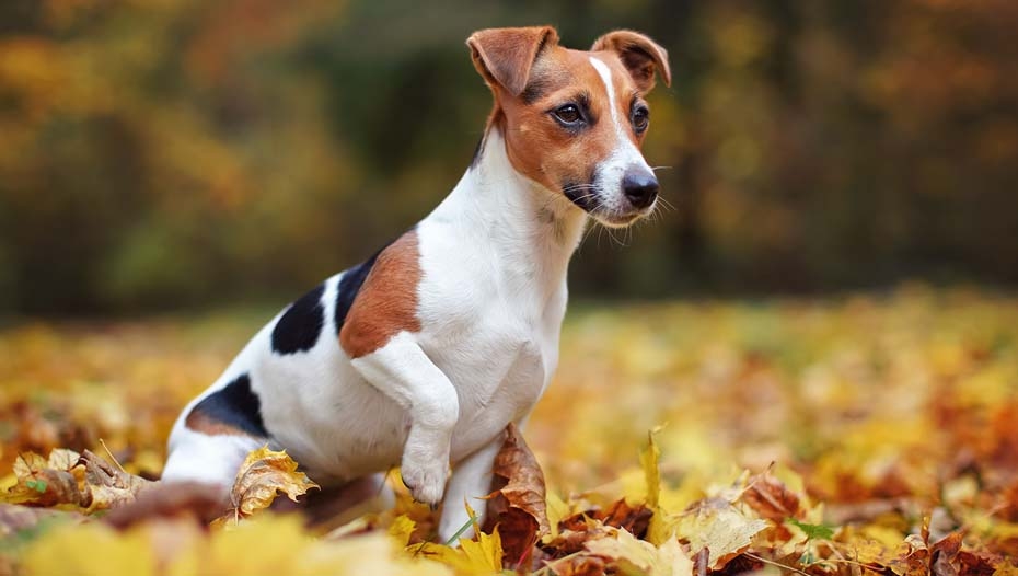 jack russell purina