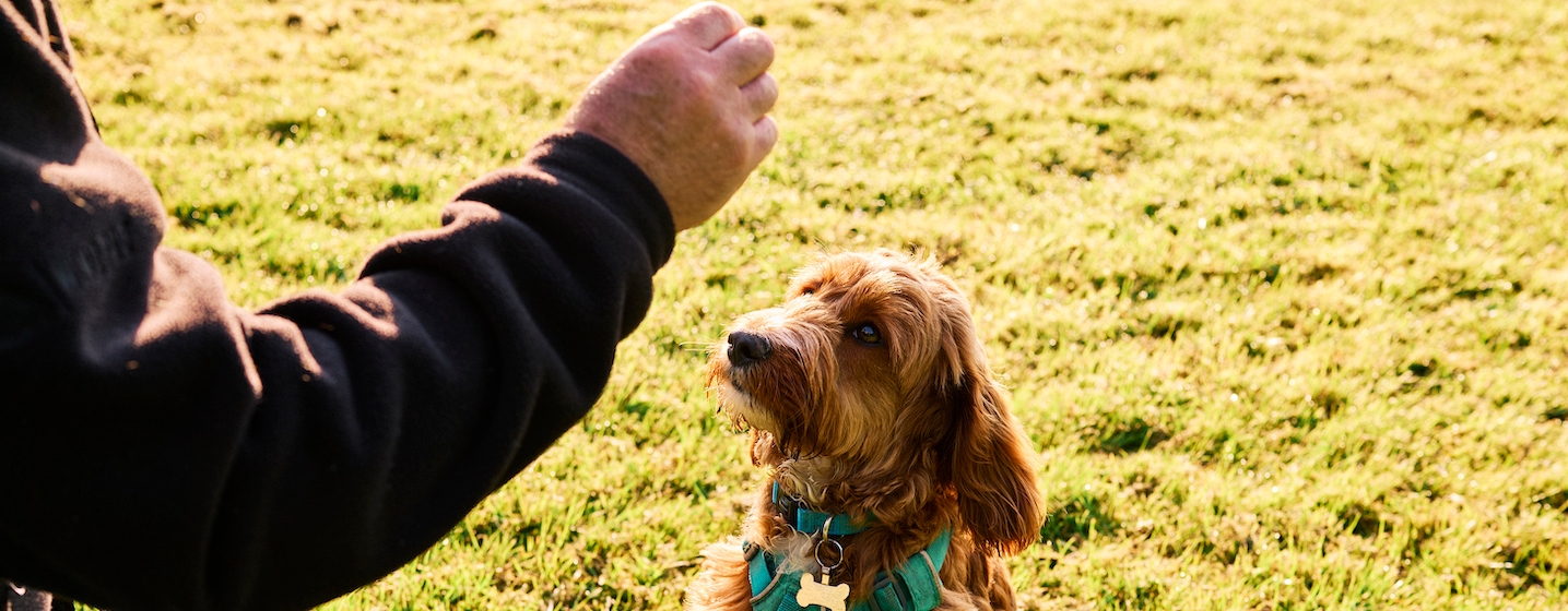 Clicker training is a great way to teach your dog new commands and
