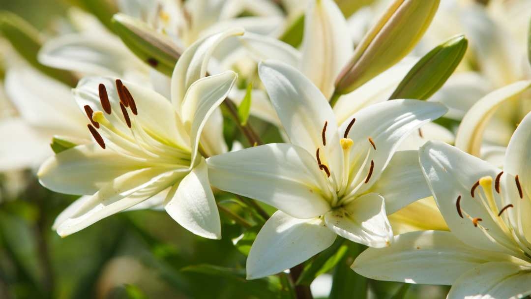 are lilies poisonous to dogs