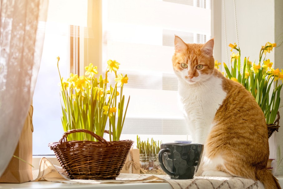 are daffodils toxic to cats and dogs