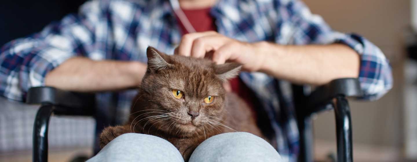 10 Best Therapy Cats & Emotional Support Companions