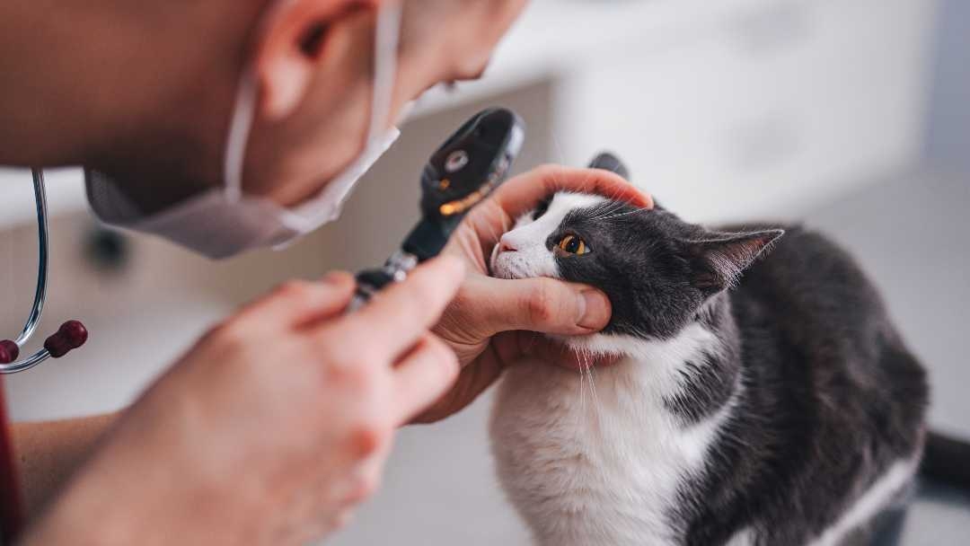 Think Your Cat Has An Eye Infection? 5 Possible Causes — Pumpkin®