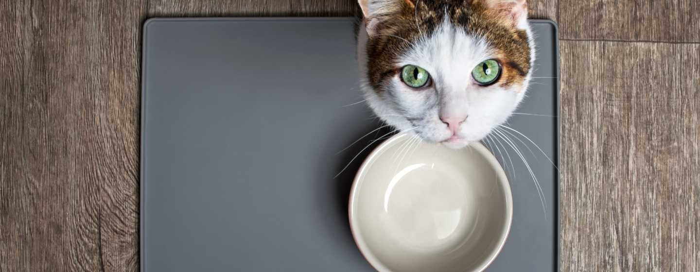 Cat looking up from empty bowl