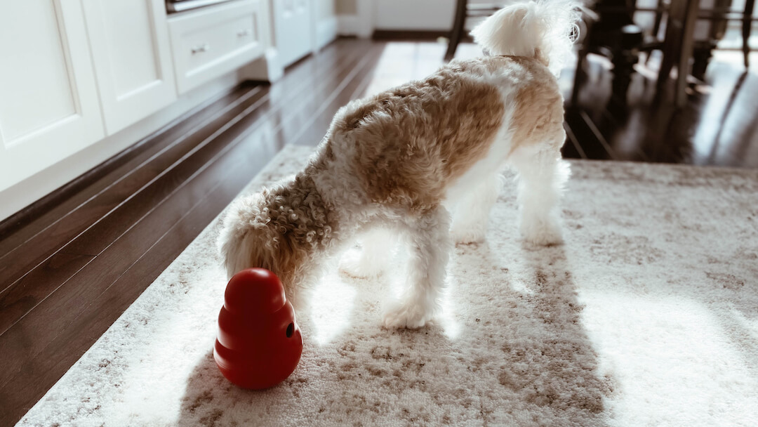 8 DIY Enrichment Games for the Canine Mind