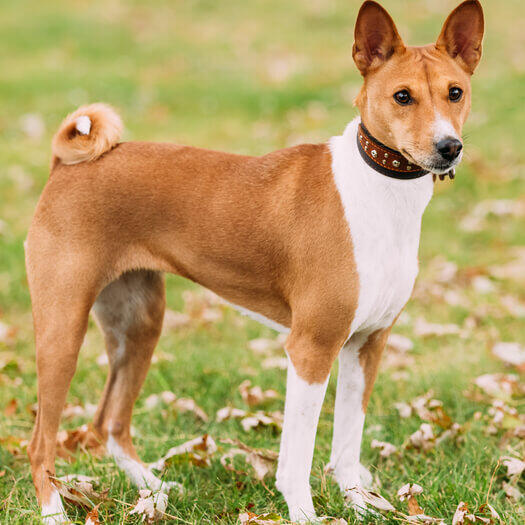 African clearance basenji