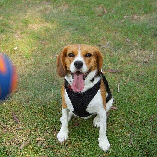 Beagle cross hot sale cavalier