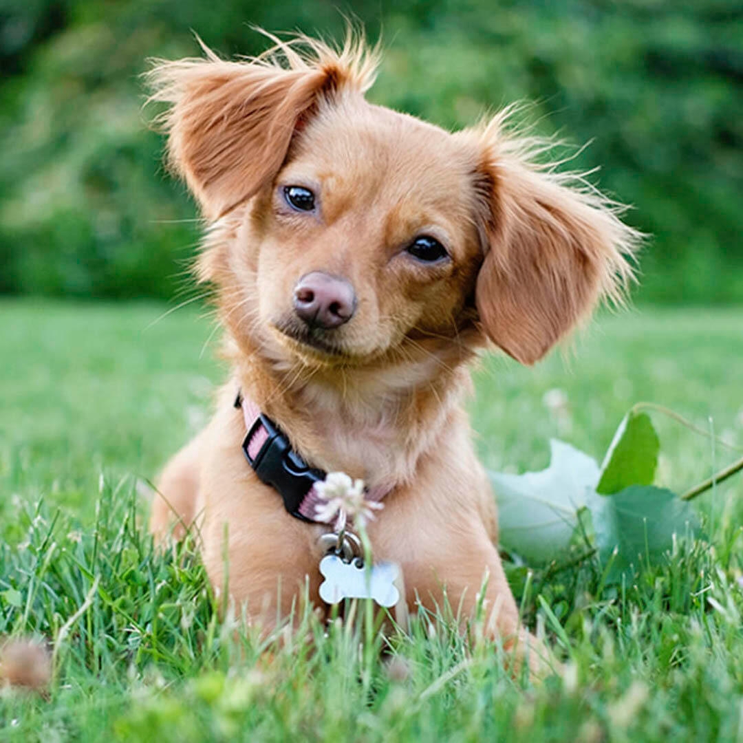 A sales chiweenie puppy