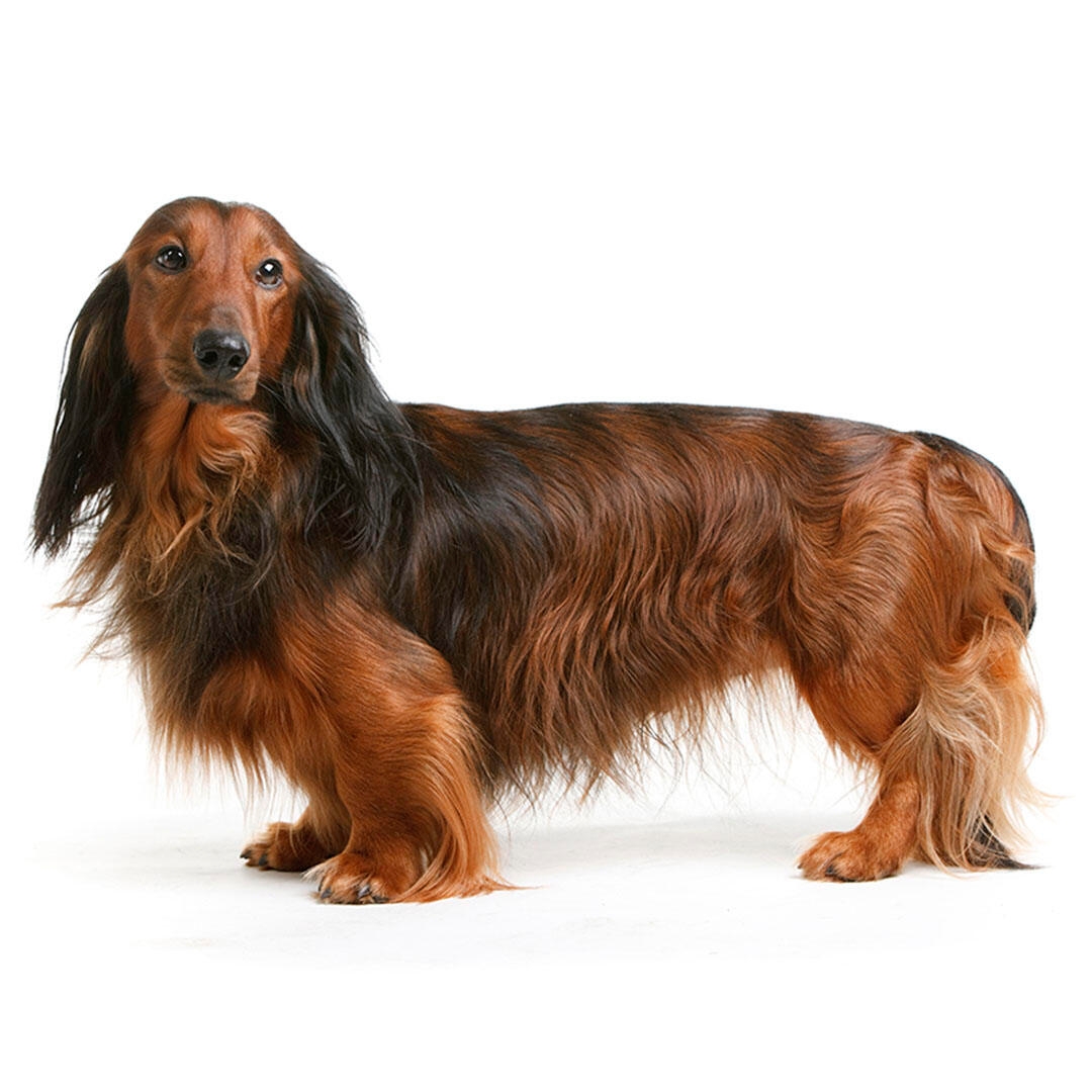 Long red haired dachshund best sale