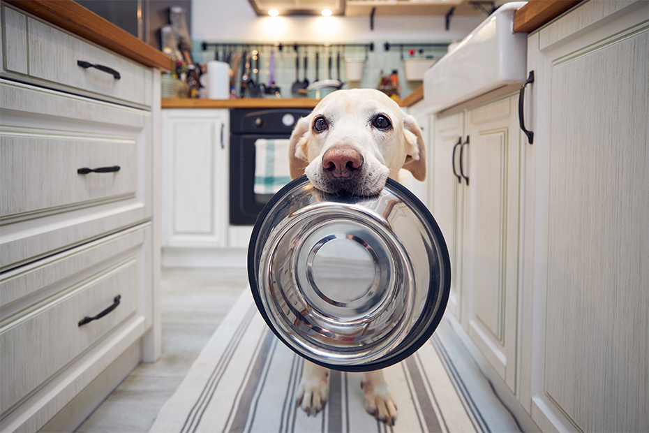 Labrador holding empty bowl - Product Finder Logo