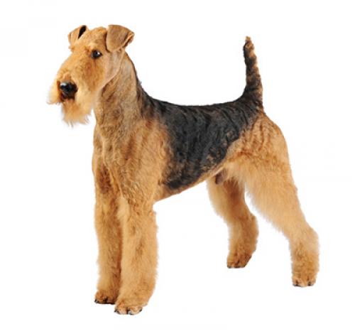 Wire haired airedale sales terrier