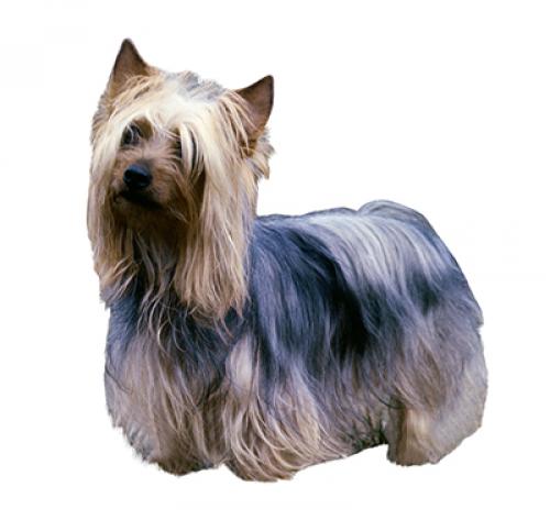 are silky terriers easy to train