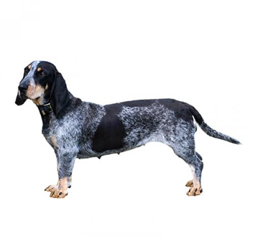 are basset bleu de gascognes intelligent dogs