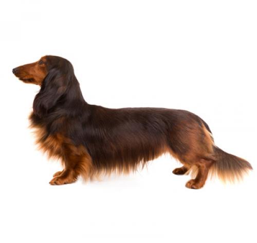 Long haired dachshund store care