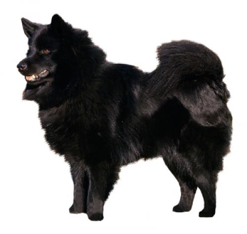 can a swedish lapphund live in the house