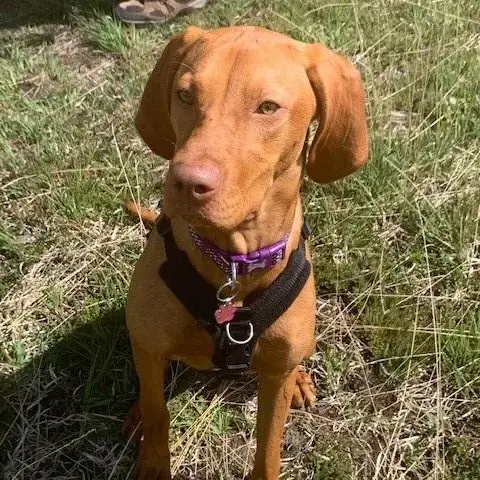 Hungarian Vizsla