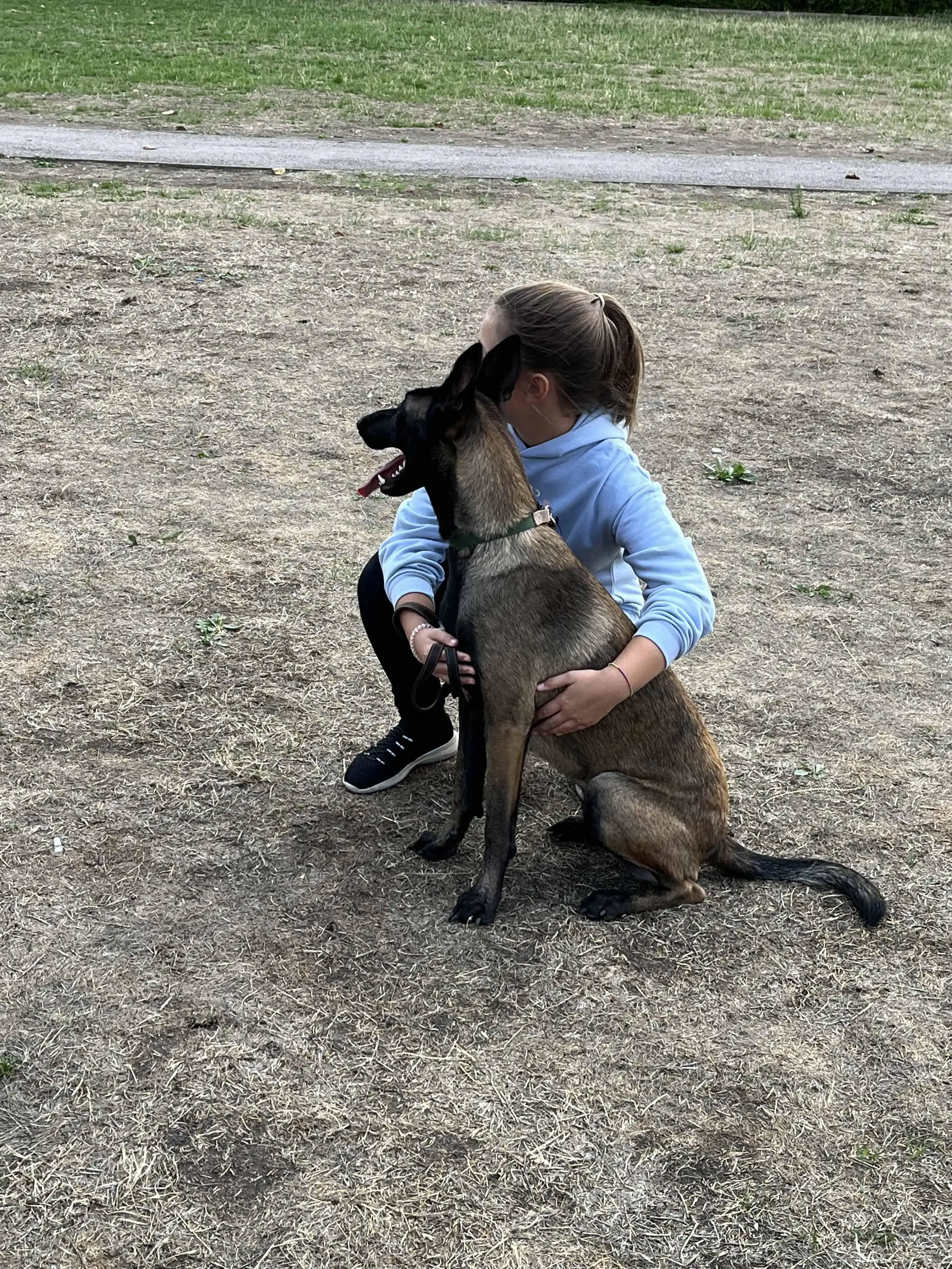 Belgian Shepherd Dog Malinois