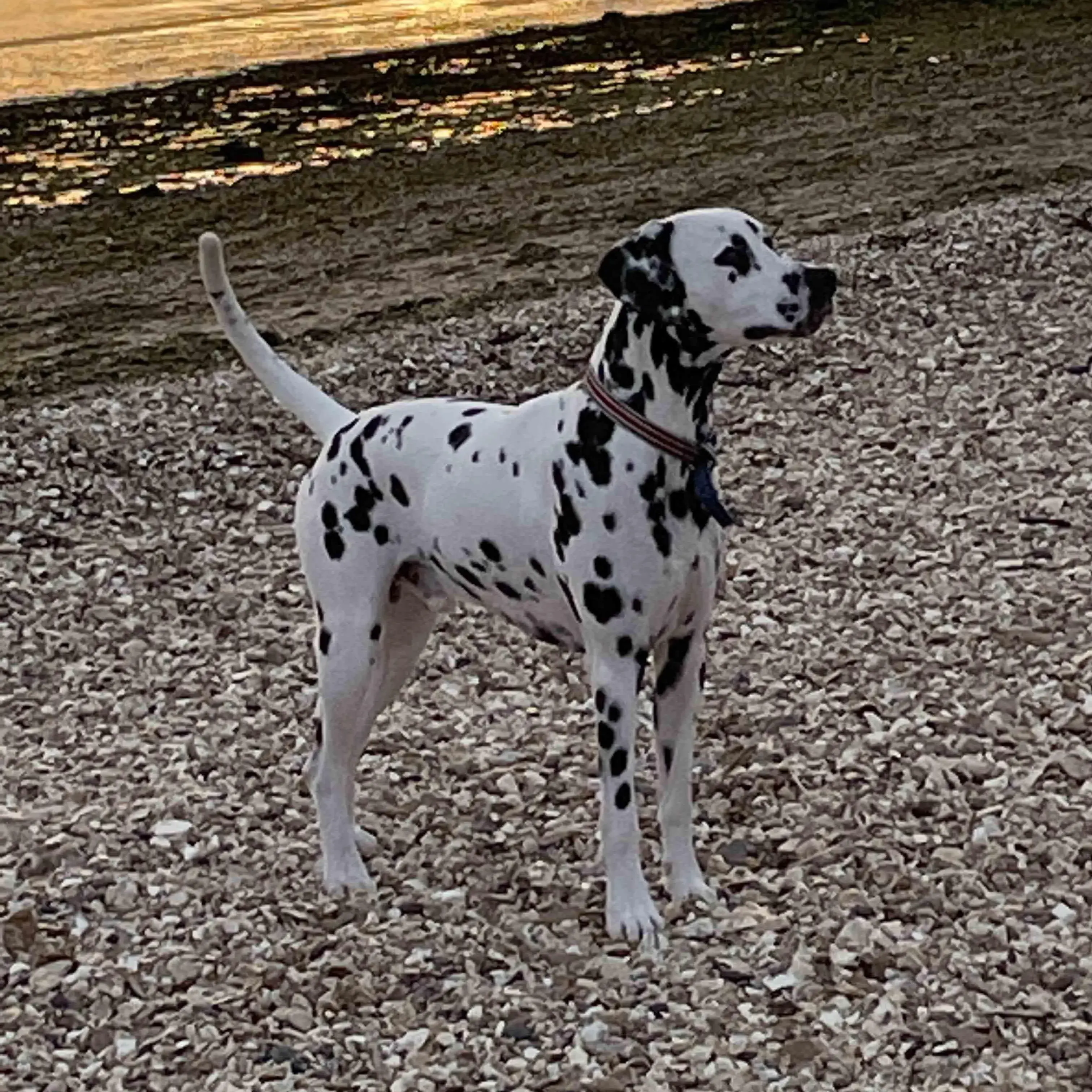 Dalmatian