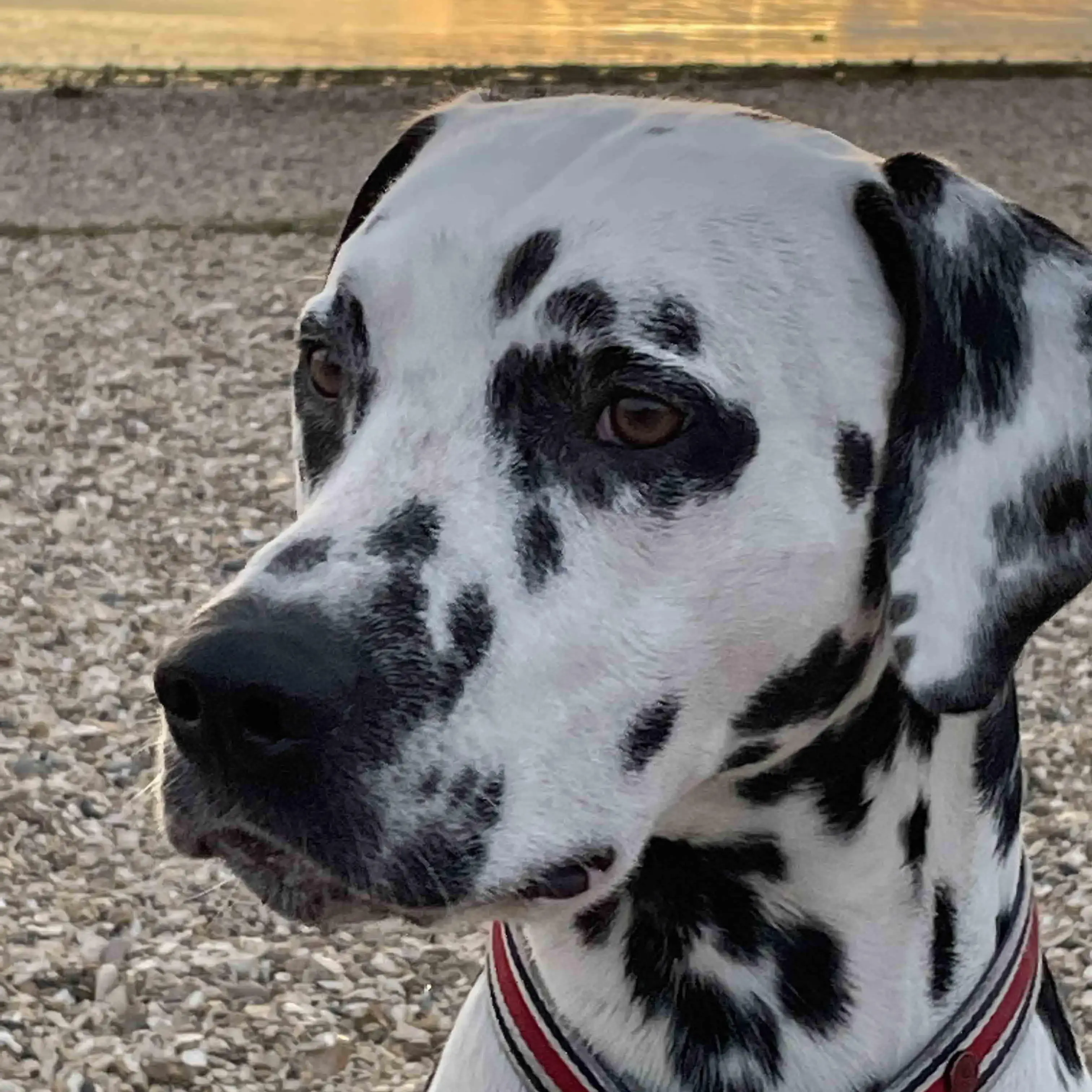 Dalmatian