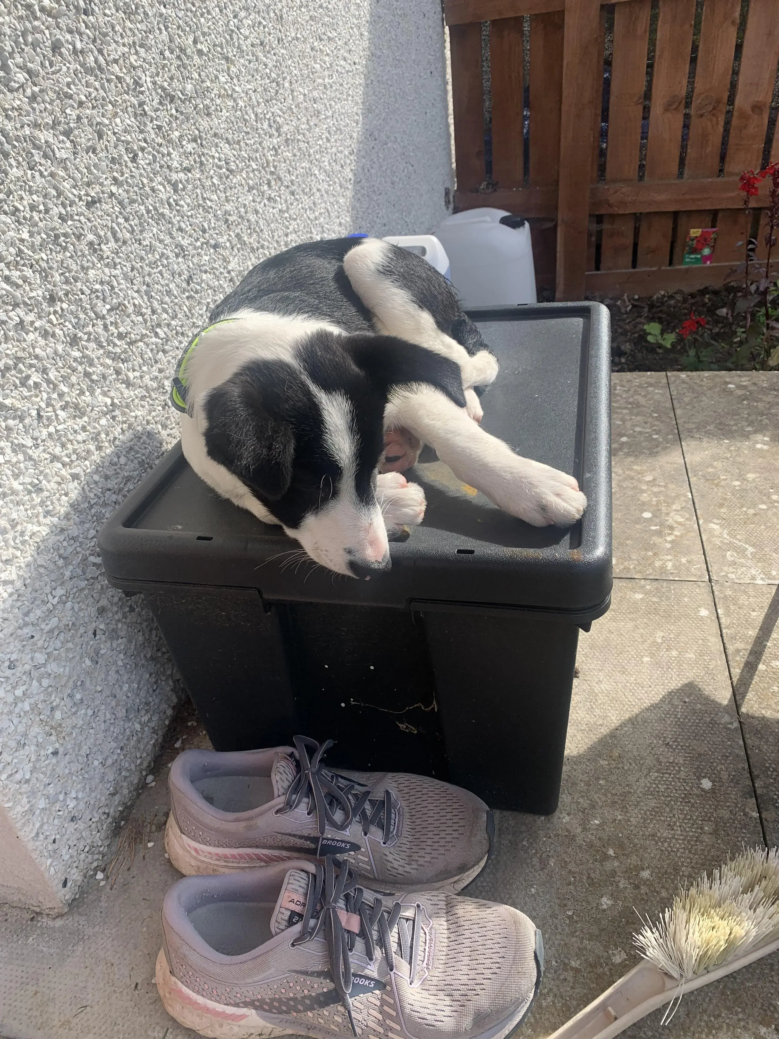 Border Collie