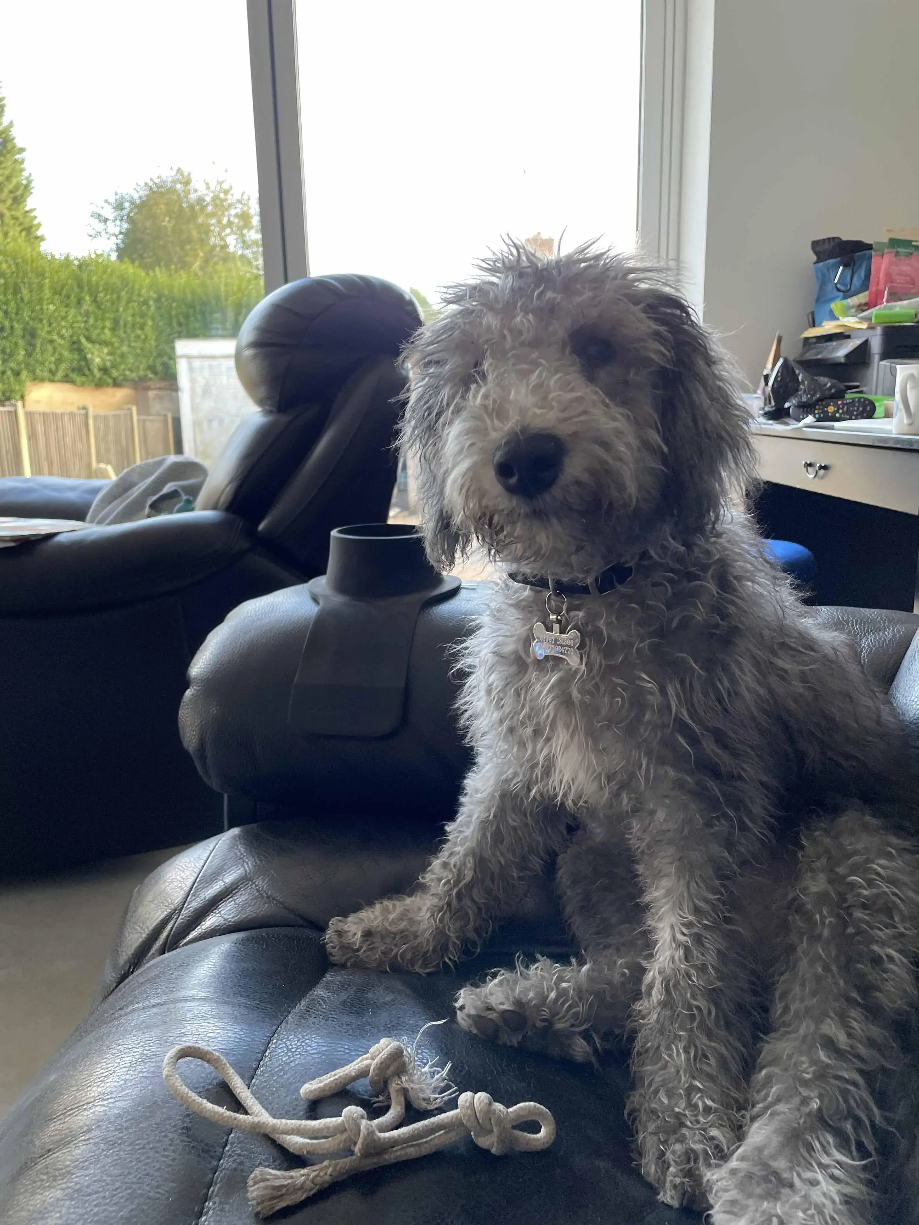 Bedlington Terrier