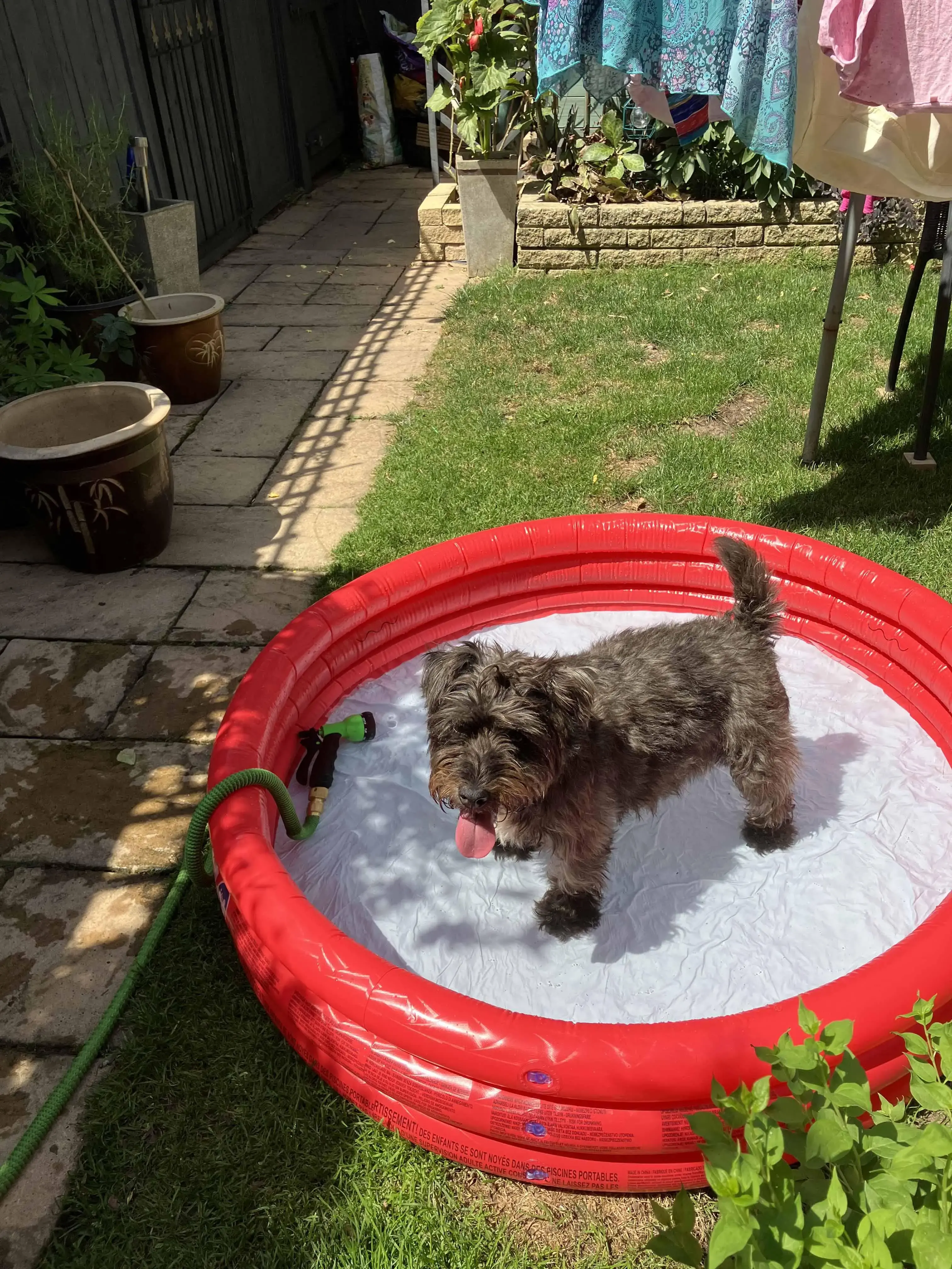 Lakeland Terrier