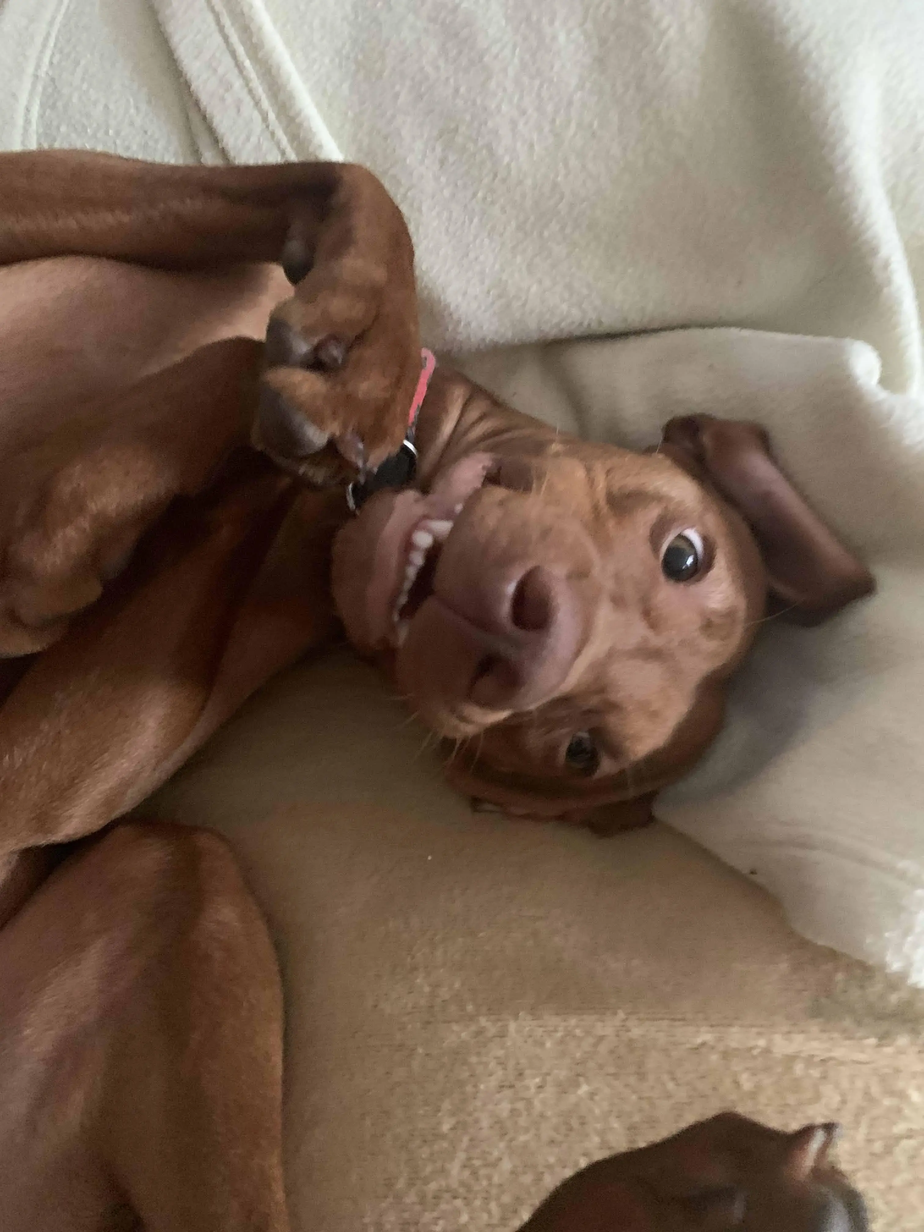 Hungarian Vizsla