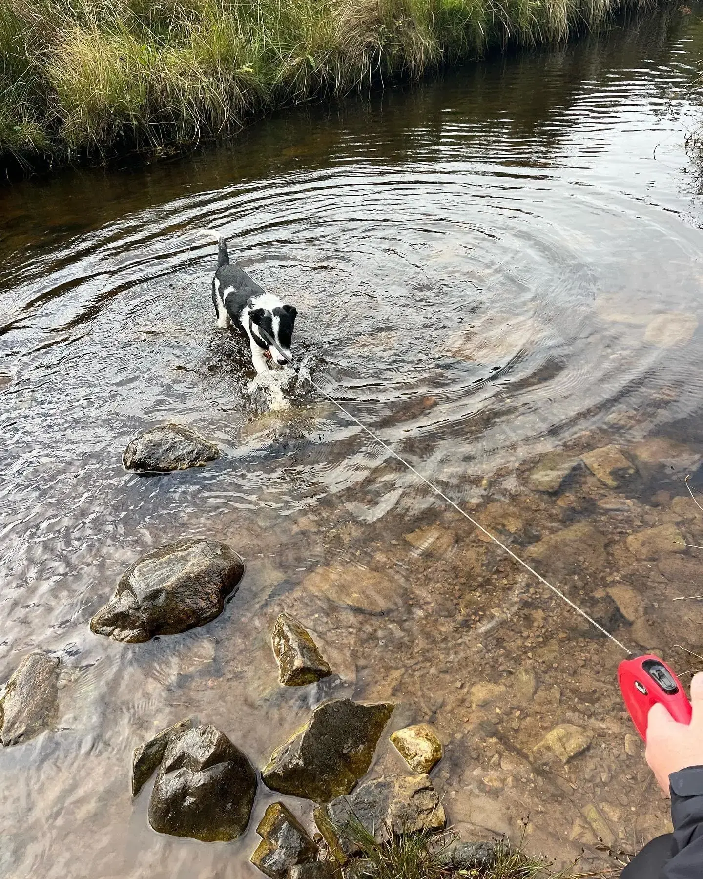 Border Collie