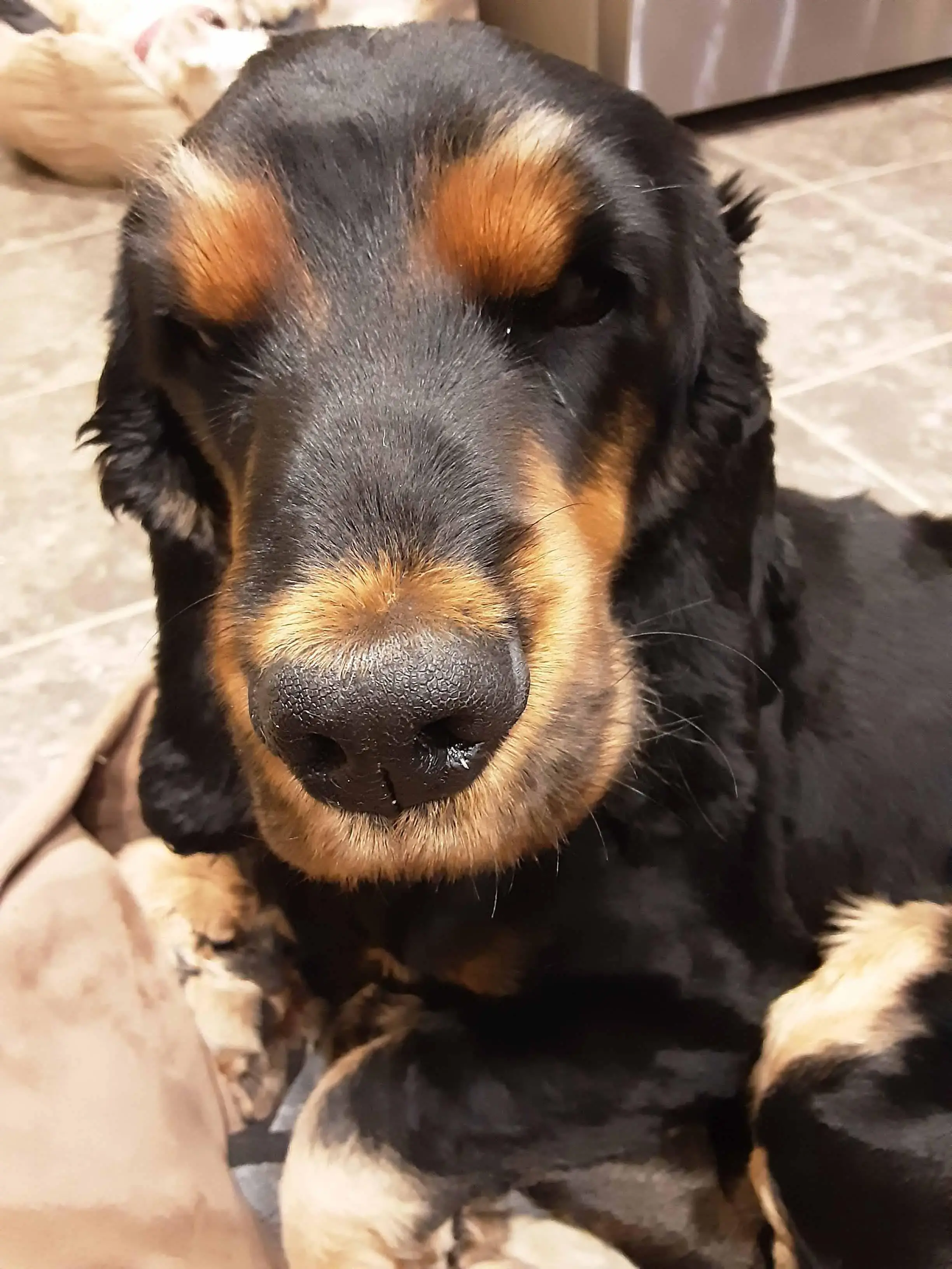 Cocker Spaniel (English)