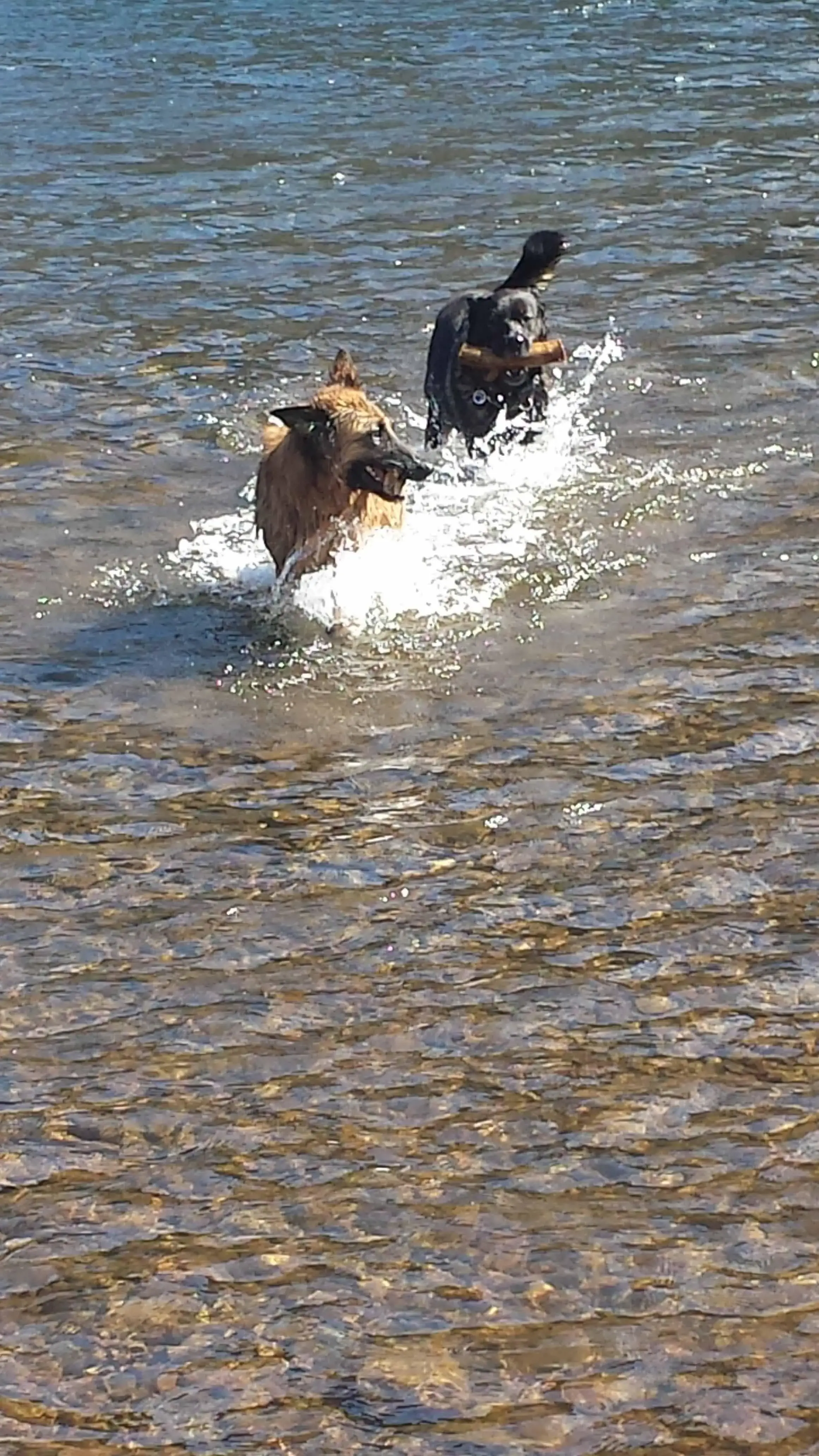 German Shepherd Dog