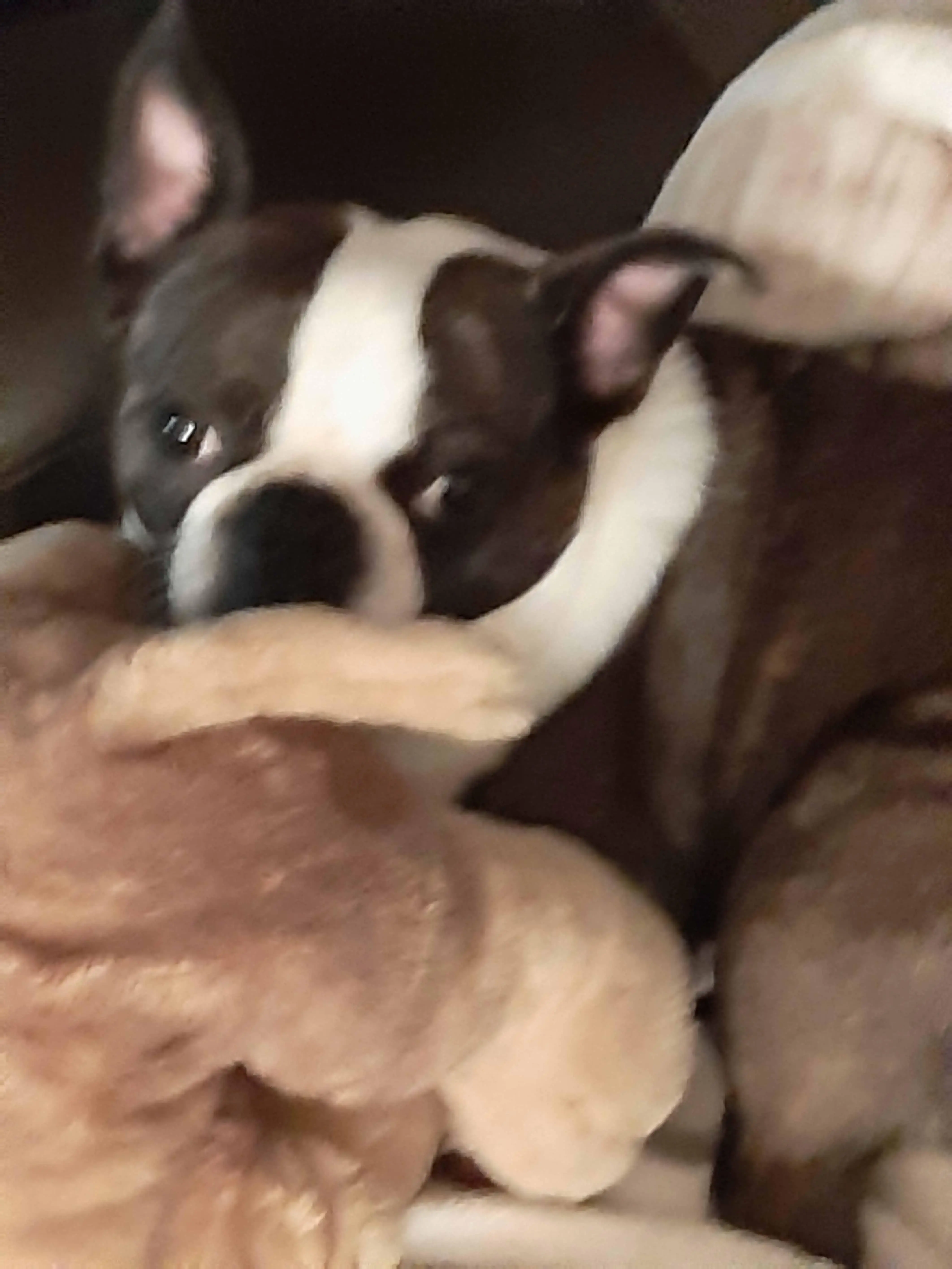 Boston Terrier