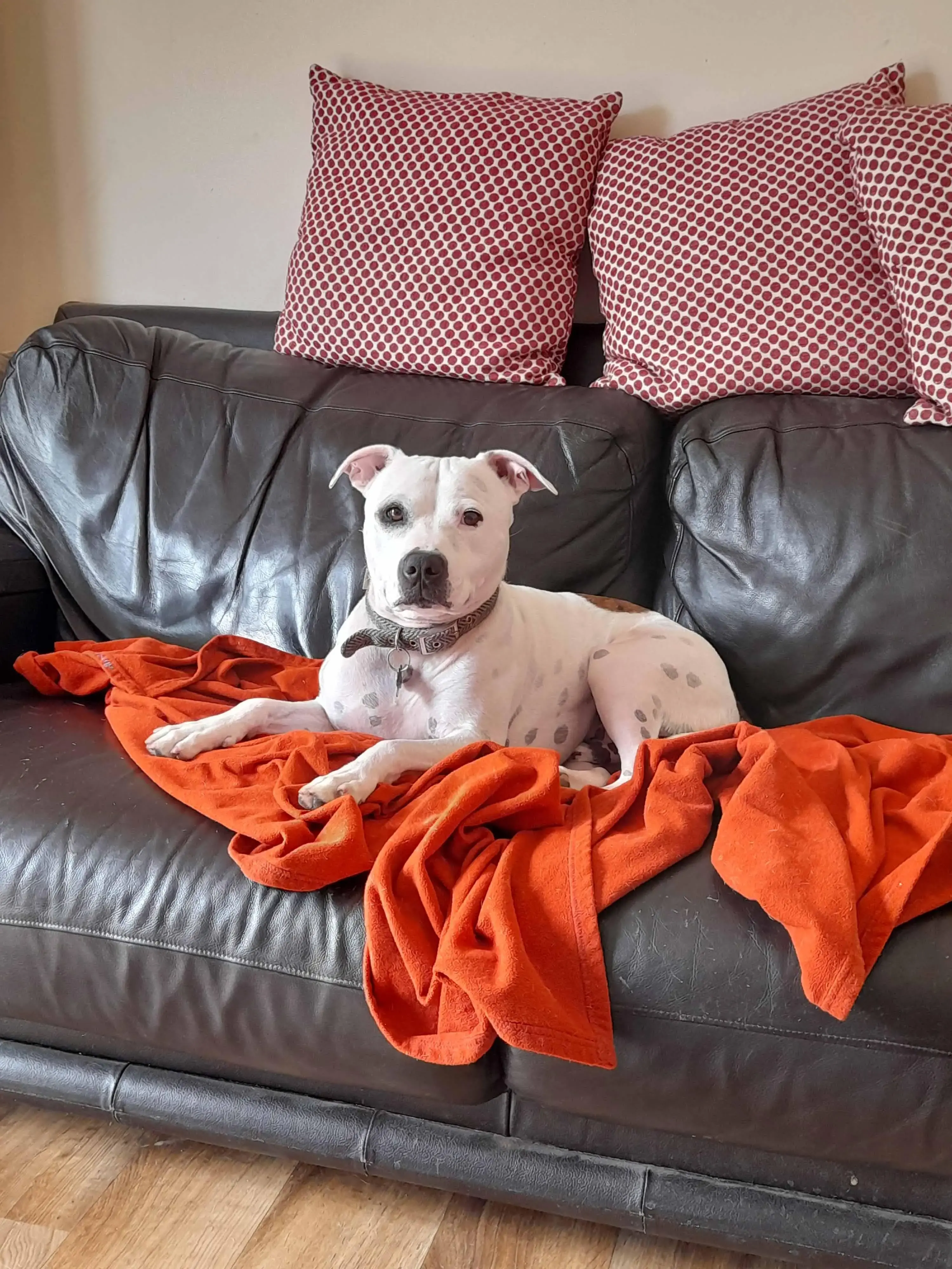 Staffordshire Bull Terrier 