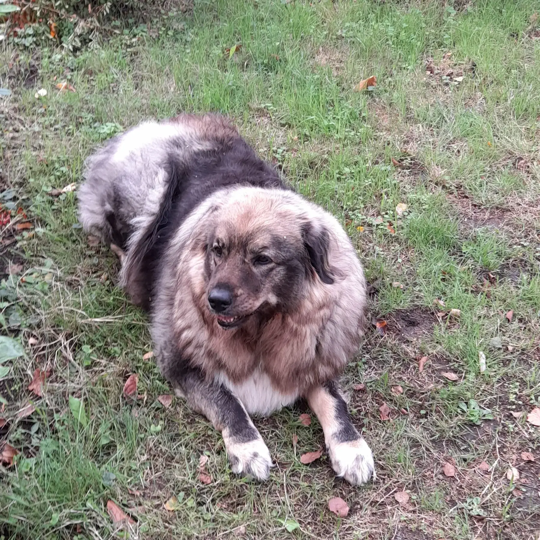 Leonberger