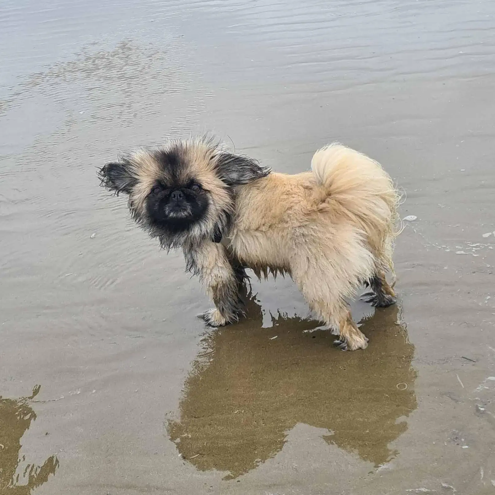 Pekingese